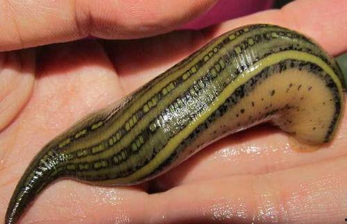 蚂蝗视频,揭秘自然界的神奇生物与生态奥秘