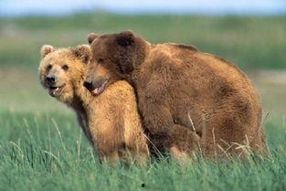 动物的性行为视频播放,自然界的激情演绎