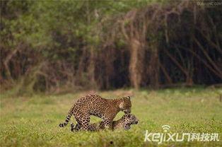 动物的性行为视频播放,自然界的激情演绎