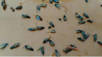 活虾 虫子 视频,探寻海洋生物的生存智慧