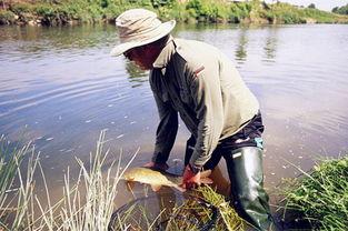 水库野钓鲤鱼视频,精彩瞬间回顾
