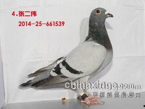 鸽子视频归巢视频,揭秘神奇归巢之旅