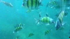 小鱼视频,探索短视频新潮流，畅享精彩瞬间